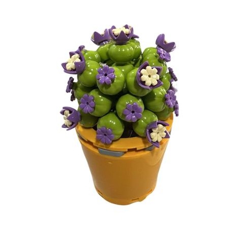 bonsai conophytumminutum